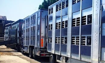 Control de Temperatura GPS Animales